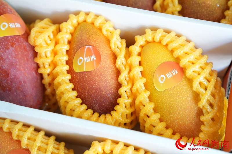 海南树上熟芒果。人民网记者 符武平摄