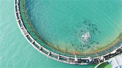 清水湾海域的养殖网箱。陵水农投供图