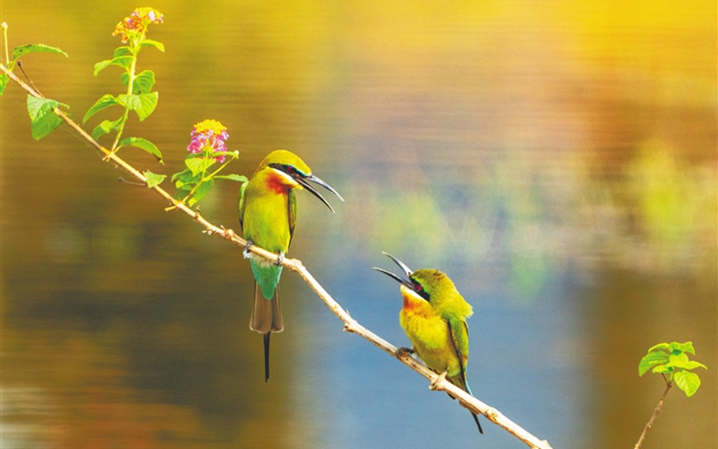 “最美小鸟”赴春约