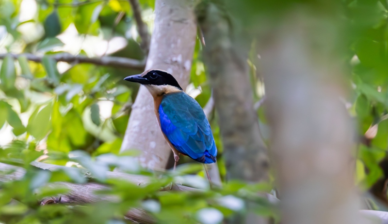 蓝翅八色鸫现身海南昌江