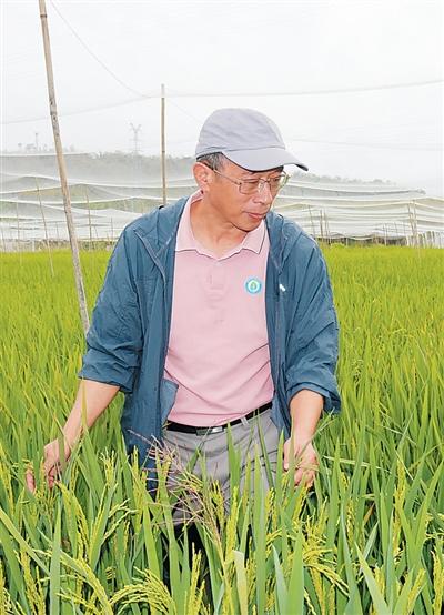 邢永忠在试验田里查看水稻生长情况。本报记者 孙海天摄