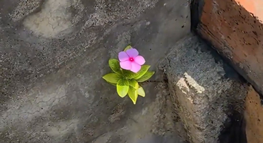 顽强的生命力！水泥缝中盛开了一朵花