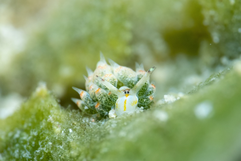 罕见物种叶羊海蛞蝓现身海域