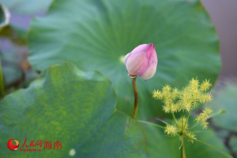 污水处理厂尾水潜流人工湿地公园荷花含苞待放。人民网记者 符武平摄.JPG