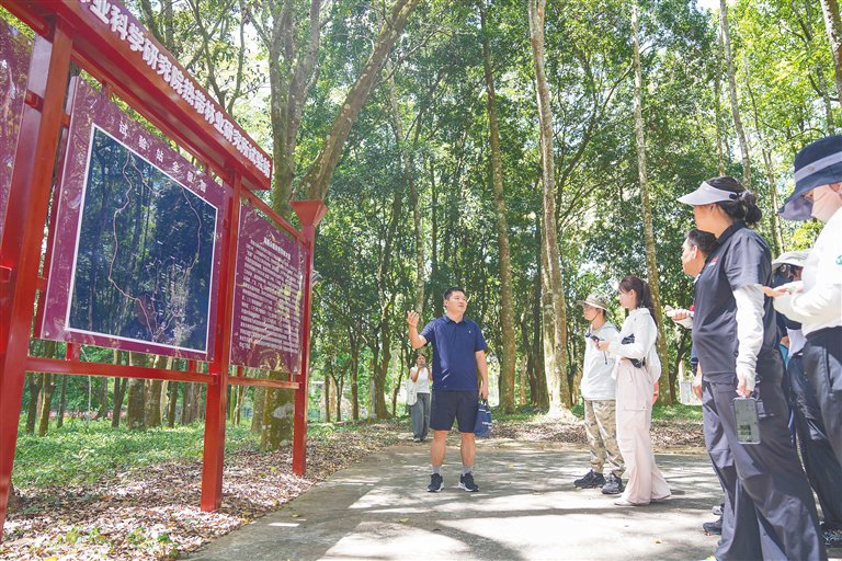 在2026海南热带雨林国家公园媒体行活动中，中国林业科学研究院热带林业研究所试验站科研人员张涛（左一）介绍尖峰岭热带树木园的情况。海南日报全媒体记者 李天平 摄