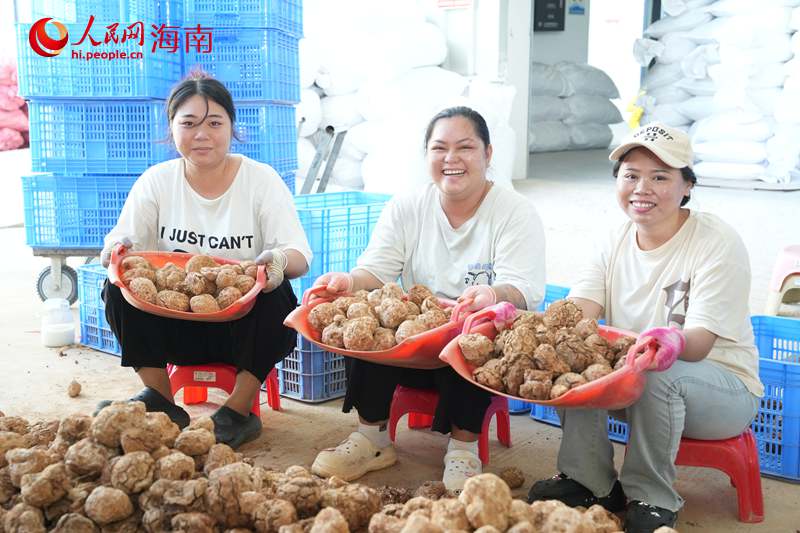 菌菇产业发展好，当地青年在“家门口”就业。人民网记者符武平摄