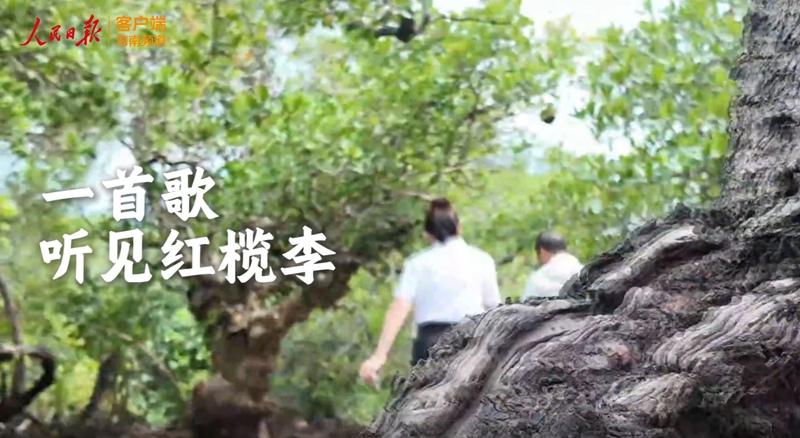 海之南丨一首歌听见红榄李