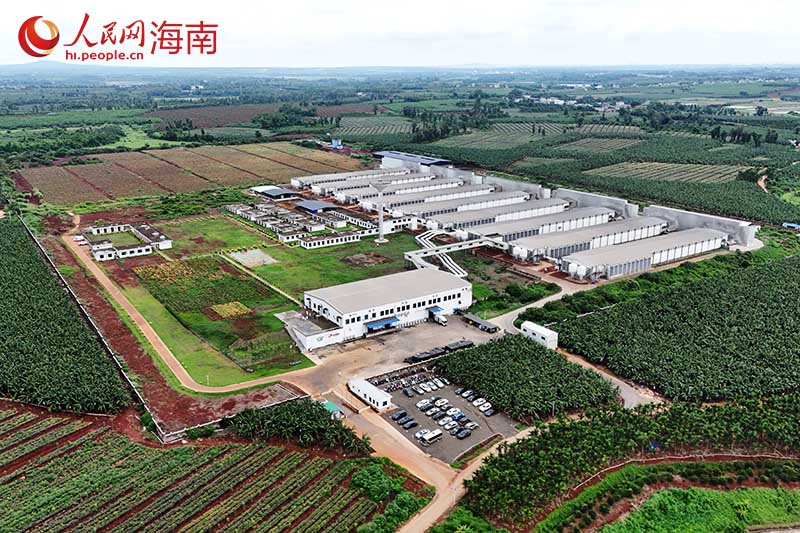 海南农垦草畜集团300万只蛋鸡全产业链项目。 人民网记者 符武平摄
