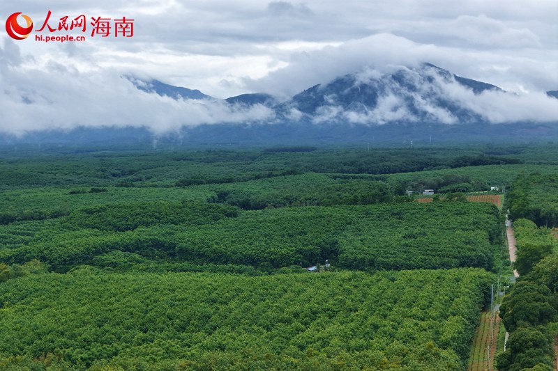 橡胶林航拍。 人民网记者 符武平摄