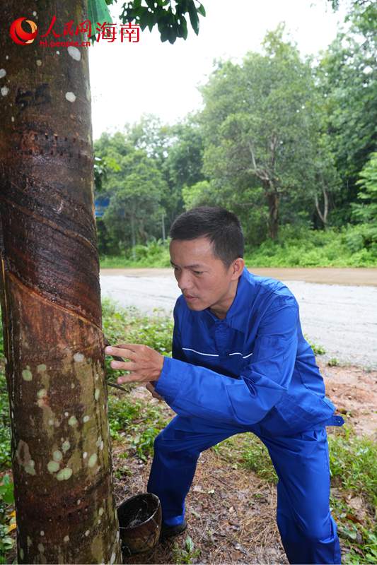 全国劳动模范虞海浓正在割胶。 人民网记者 孟凡盛摄
