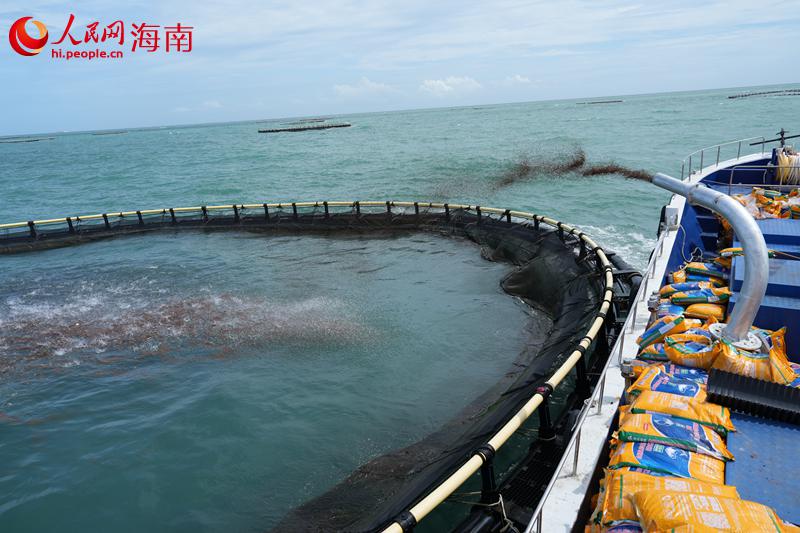 船舶正在向网箱内投放鱼食。 人民网记者 孟凡盛摄