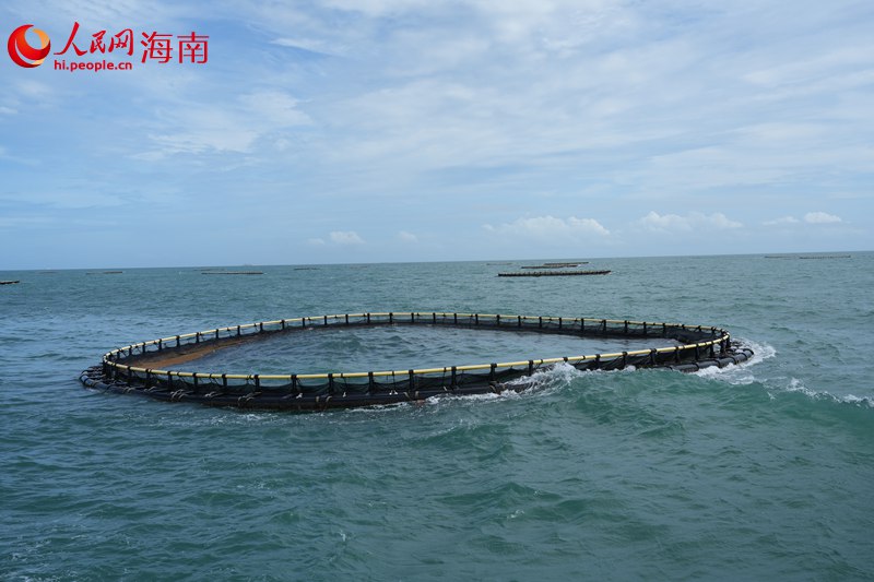 深水抗风浪网箱。 人民网记者 孟凡盛摄