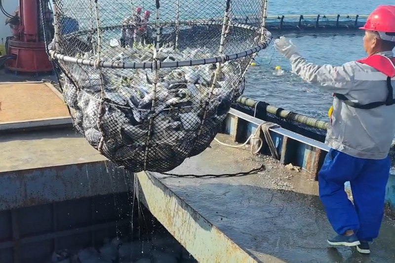 起捕金鲳鱼。海垦(三亚)海洋牧场发展有限公司供图
