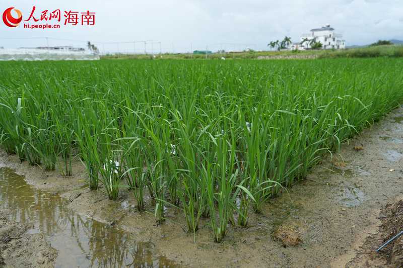 海南农垦南繁育种基地里，种苗长势良好。 人民网记者 孟凡盛摄