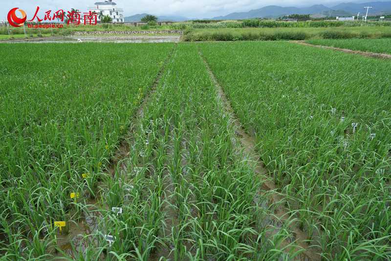 海南农垦南繁育种基地里，种苗长势良好。 人民网记者 孟凡盛摄 (2)