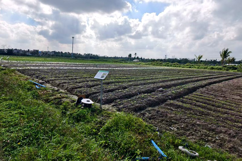 种植试验基地。田景元摄