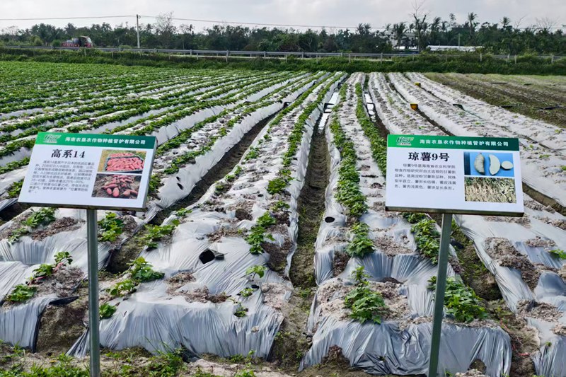种植试验基地。 田景元 摄