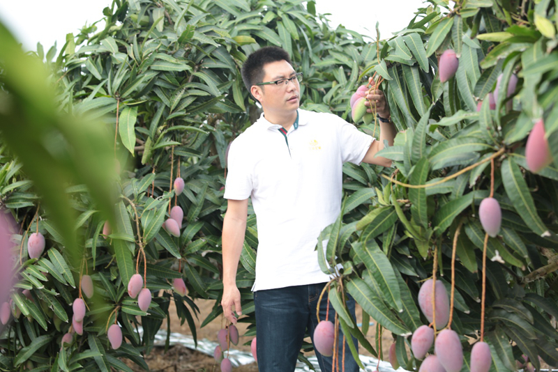 福返芒果负责人彭时顿在查看芒果长势。受访者供图