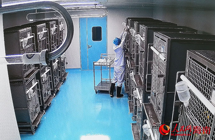  大动物实验室里，工作人员正在忙碌。人民网记者 牛良玉摄