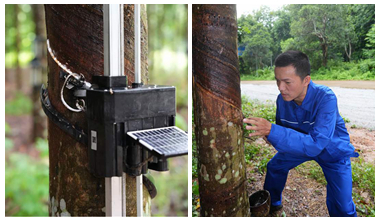 【英语】人机割胶“PK”记