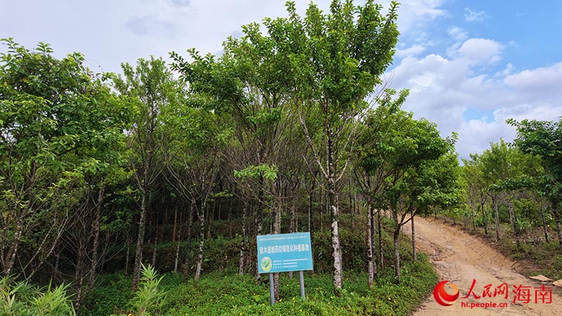 胆木种植基地内，一批胆木已是成树。人民网记者 牛良玉摄