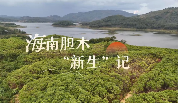 海南胆木“新生”记