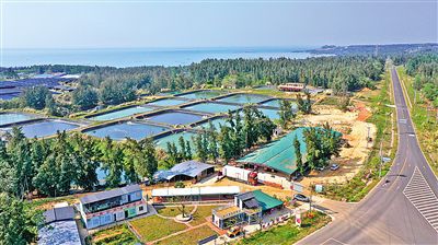 环岛旅游公路旁的地瓜种植基地。