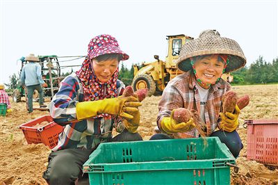 村民正在采收地瓜。