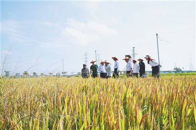 五月九日，“京粳香八号三亚生态区高产优质高效栽培技术示范”项目在三亚崖州区坝头示范区举行实产验收会。南京农业大学三亚研究院供图